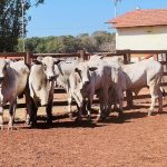 Mercado do Boi Gordos: Escassez e Demanda Sustentam Alta dos Preços