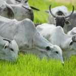 Exportação de carne bovina bate novo recorde em 2024