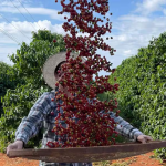 Produção mundial de café cresce 5,82% em um ano