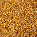 Programa de venda de milho em balcão da Conab será reformulado