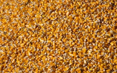 Programa de venda de milho em balcão da Conab será reformulado
