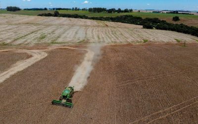 Preços da Safra Paranaense de 2024/25 Apontam Oportunidades para Produtores