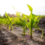 EUA vão plantar mais milho do que soja na safra 2025/26, aponta USDA