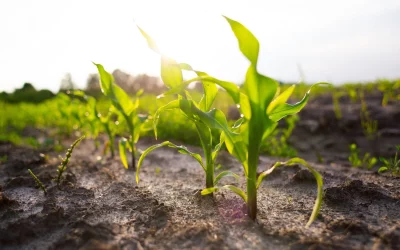 EUA vão plantar mais milho do que soja na safra 2025/26, aponta USDA