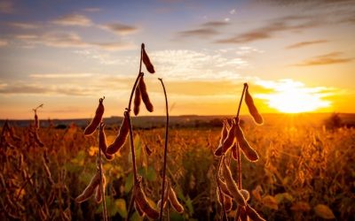 Produção recorde de soja impulsiona VBP da agropecuária em Mato Grosso