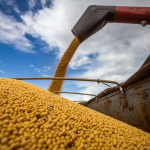 Brasil deve ter safra recorde de soja e produtividade inédita de milho inverno